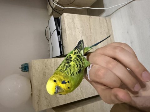 Evcil erkek bilezikli üst seviye muhabbet kuşu