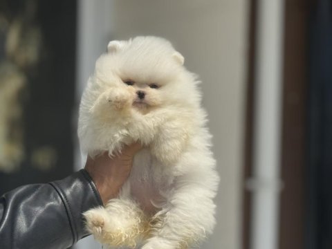 Tarım bakanlığı ruhsatlı çiftlikden pomeranian