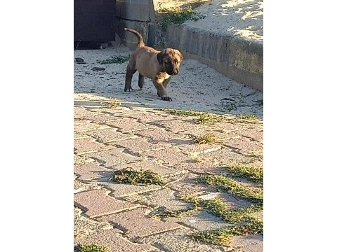 Sivastan özel getirttim kangal köpeklerin yavruları