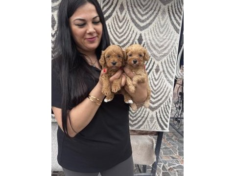 Ufacık maltipoo yavrularım