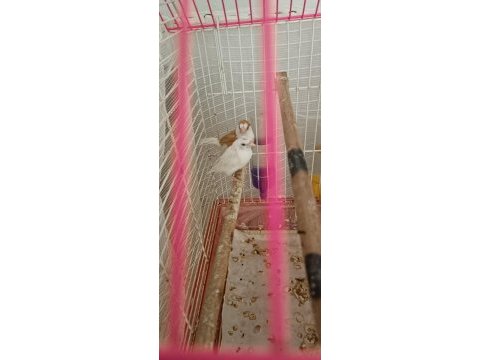 2 takım çok uyguna bengal ispinozu