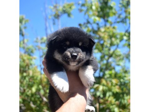 Shiba inu minyatür yavrular