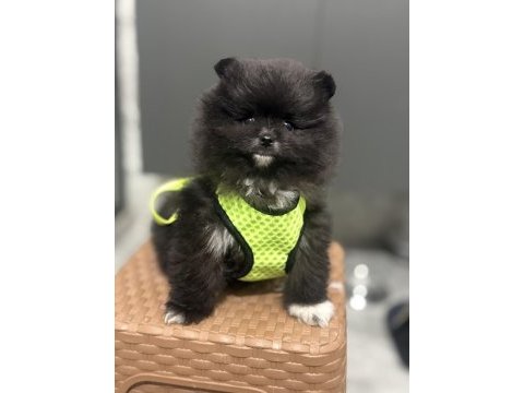Siyah üst düzey pomeranian