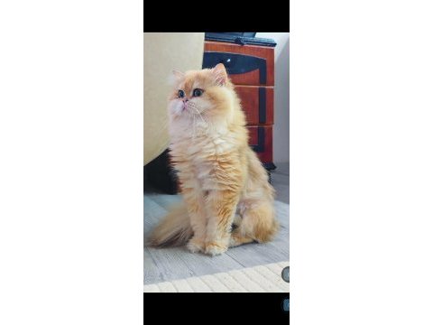 Kedimiz için eşleşme ilanıdır