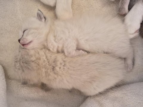 3 erkek bebek kedimiz 10 güne teslim