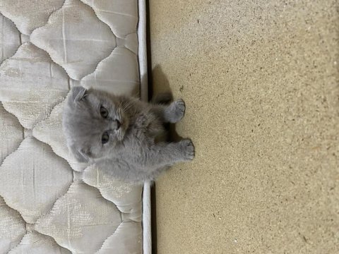 Sağlıklı kediler yavrular yeni yuvalarını bekliyor