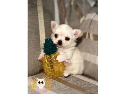 Show class chihuahua köpeği