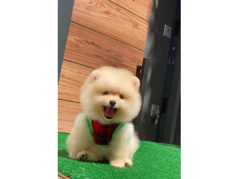 Pomeranian boo teacup yavru bebekler