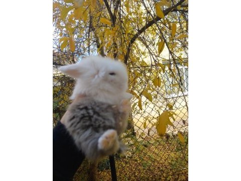 1 aylık hollanda lop tavşanı