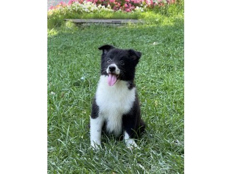 A kalite yavru köpekler