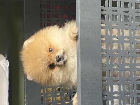2 aylık pomeranian boo