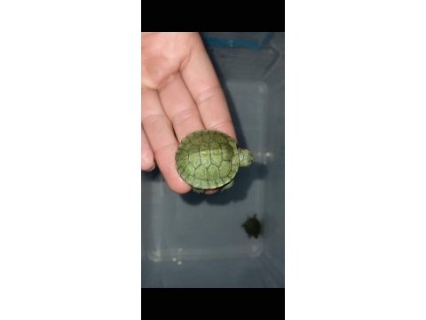 Su kaplumbağalarımız evinizin neşesi olacak