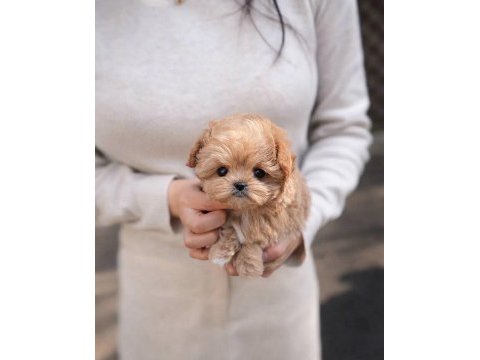 Süslü bebek maltipoo