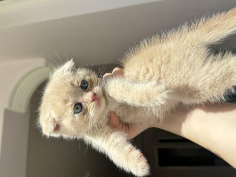 Scottish fold bebek