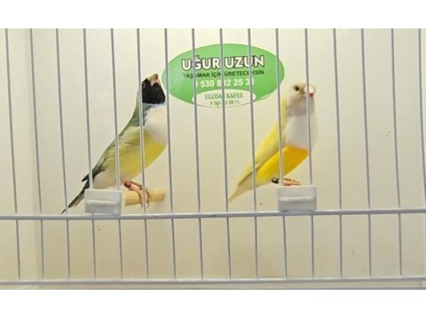 Gouldian finch (gökkuşağı ispinozu)