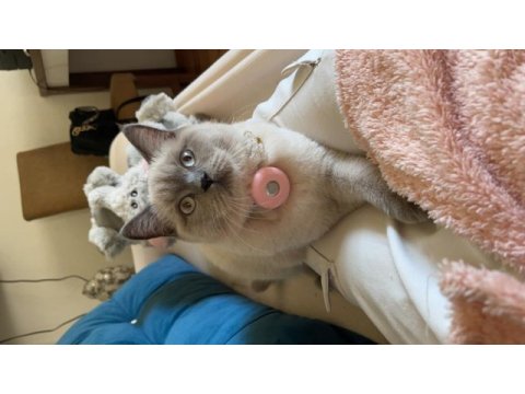 Safkan british shorthair dişimiz için damat arıyoruz