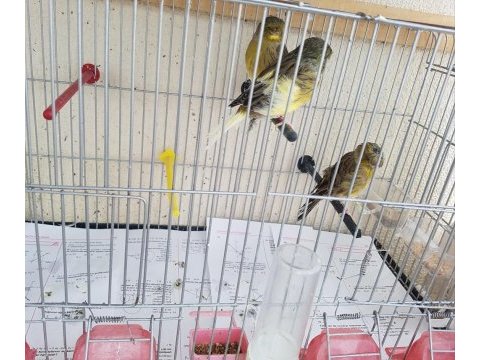 Malinua ve gloster kanarya sahiplendirme