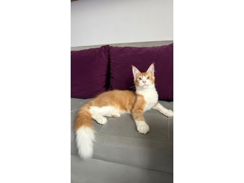 Renkli gözlü maine coon bebeklerimiz