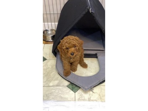 Erkek toy poodle