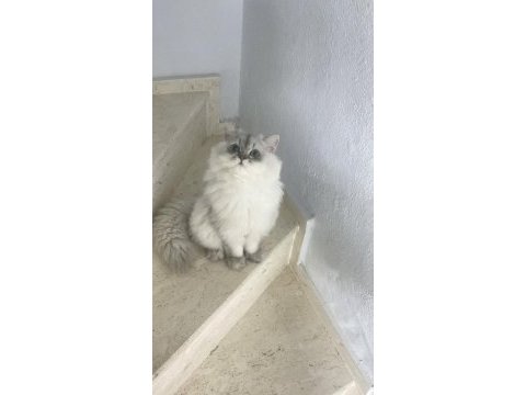 British longhair kedimiz yeni sahip arıyor