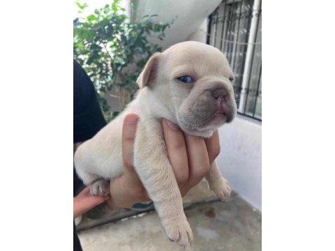 French bulldog bebekler için iletişim