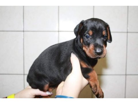Irk garantili doberman yavruları