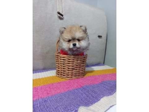 Orjinal pomeranian boo köpeği