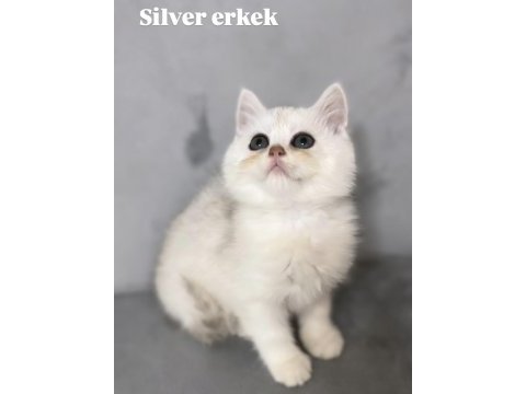 Silver erkek british shorthair