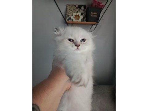 Erkek bebeklerim british longhair teslime hazır