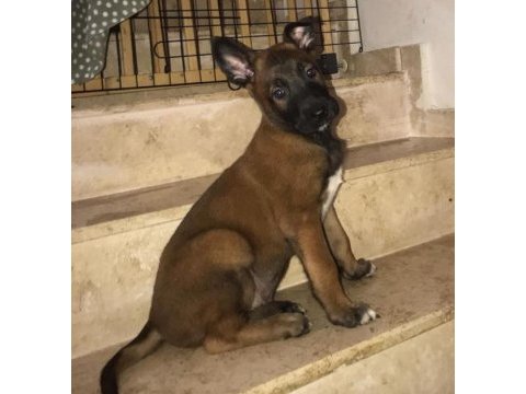 Safkan malinois yavrularımız