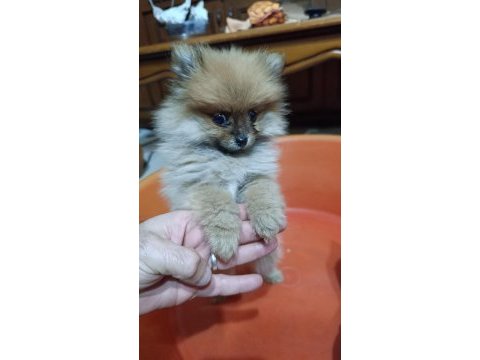 2 aylık erkek pomeranian boo yavru