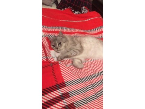 British shorthair erkek ücretsiz