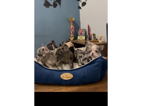 Safkan egzotik french bulldog yavrularımız 45 günlük