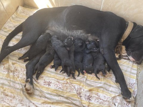 Cane corso yavrularımız