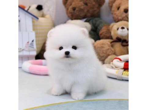 Pomeranian boo bebekler karşınızda korean gen