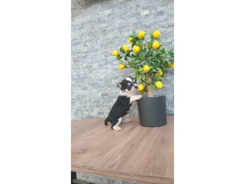 Chihuahua blaktan longrahır nırvana bebeklerım