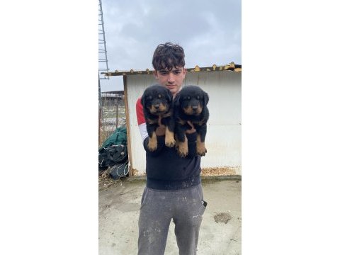 A kalite koca kafa rottweiler yavruları