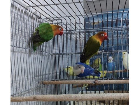 Mükemmel cennet papağanları kamuran üzülür