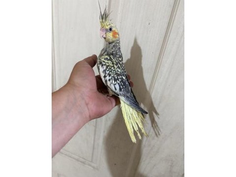 52 günlük ful evcil kusursuz bebek sultan