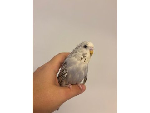 Jumbo kırması yavru muhabbet kuşları