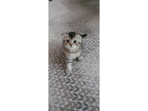 2 aylık erkek bebek scottish fold