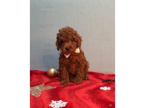Irk ve sağlık garantili orijinal anne altından poodle