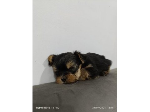 Teacup max 2.300 kg erkek bebek yorkshire terrier