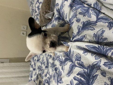 İzmir içi erkek french bulldog