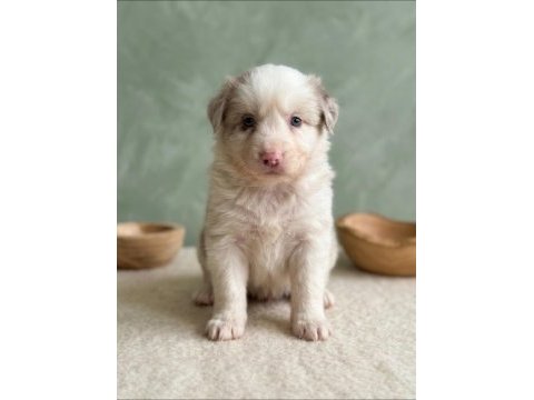 Irk garantili border collie bebekler
