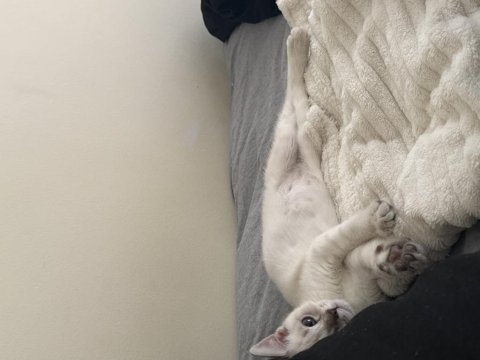 Pamuk british shorthair