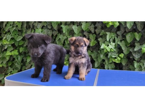Showlıne (dusuk bel) alman çoban köpeği