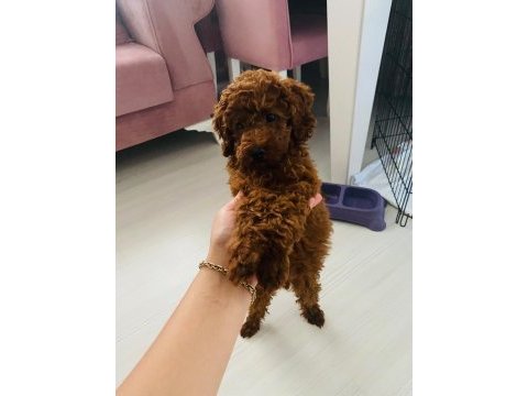 Kore toy poodle