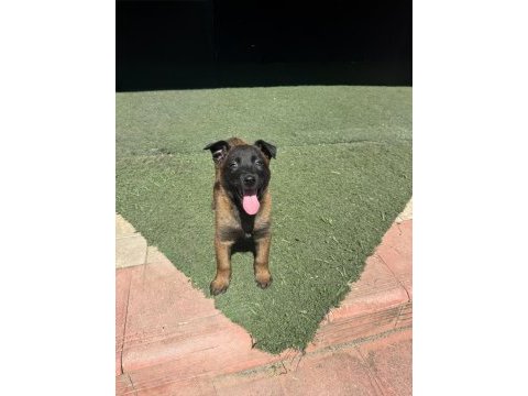 Kalitenin adresi mete köpek akademisi (malinois)