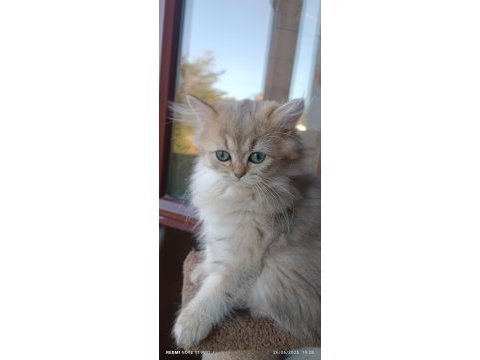 British longhair dişi